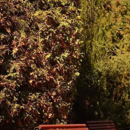 гранд алексік *